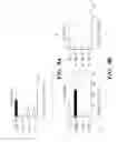 Fig. 56 - COMPOSITIONS AND METHODS FOR IMMUNOSTIMULATORY RNA OLIGONUCLEOTIDES