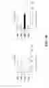 Fig. 57 - COMPOSITIONS AND METHODS FOR IMMUNOSTIMULATORY RNA OLIGONUCLEOTIDES