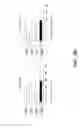 Fig. 58 - COMPOSITIONS AND METHODS FOR IMMUNOSTIMULATORY RNA OLIGONUCLEOTIDES