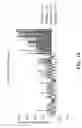 Fig. 66 - COMPOSITIONS AND METHODS FOR IMMUNOSTIMULATORY RNA OLIGONUCLEOTIDES