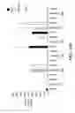 Fig. 71 - COMPOSITIONS AND METHODS FOR IMMUNOSTIMULATORY RNA OLIGONUCLEOTIDES