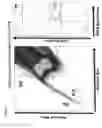Fig. 02 - Populations of hematopoietic stem cells