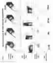 Fig. 04 - Populations of hematopoietic stem cells