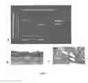 Fig. 06 - Compositions and Methods of Using Living and Non-Living Bioactive Devices with Components Derived From Self-Renewing Colony Forming Cells Cultured and Expanded In Vitro