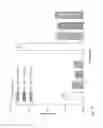 Fig. 17 - Compositions and Methods of Using Living and Non-Living Bioactive Devices with Components Derived From Self-Renewing Colony Forming Cells Cultured and Expanded In Vitro