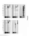 Fig. 07 - COMPOSITIONS AND METHODS FOR TREATING PLASMA PROTEIN DEFICIENCY DISORDERS