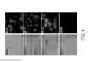 Fig. 05 - Methods of expanding and redifferentiating islet beta cells