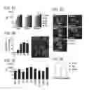 Fig. 09 - Methods of expanding and redifferentiating islet beta cells