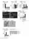 Fig. 12 - Methods of expanding and redifferentiating islet beta cells