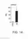 Fig. 15 - Methods of expanding and redifferentiating islet beta cells