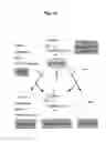 Fig. 02 - Lysosomal phospholipase A2 (LPLA2) activity as a therapeutic target for treating systemic lupus erythematosus