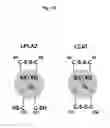 Fig. 03 - Lysosomal phospholipase A2 (LPLA2) activity as a therapeutic target for treating systemic lupus erythematosus