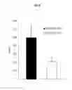 Fig. 12 - Lysosomal phospholipase A2 (LPLA2) activity as a therapeutic target for treating systemic lupus erythematosus