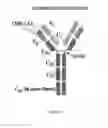 Fig. 02 - ANTIMICROBIAL, ANTIVIRAL, ANTICANCER AND IMMUNOMODULATORY PEPTIDES AND USES THEREFORE