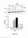 Fig. 55 - ANTIMICROBIAL, ANTIVIRAL, ANTICANCER AND IMMUNOMODULATORY PEPTIDES AND USES THEREFORE