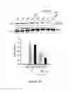 Fig. 57 - ANTIMICROBIAL, ANTIVIRAL, ANTICANCER AND IMMUNOMODULATORY PEPTIDES AND USES THEREFORE