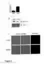 Fig. 02 - Prohibitin as target for cancer therapy