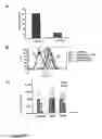 Fig. 10 - Prohibitin as target for cancer therapy