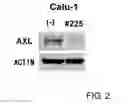 Fig. 03 - Anti-AXL antibody