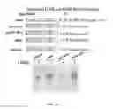Fig. 03 - MODIFIED EGFR ECTODOMAIN