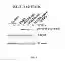Fig. 05 - MODIFIED EGFR ECTODOMAIN
