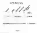 Fig. 07 - MODIFIED EGFR ECTODOMAIN