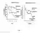 Fig. 08 - MODIFIED EGFR ECTODOMAIN