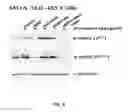 Fig. 09 - MODIFIED EGFR ECTODOMAIN