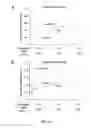 Fig. 19 - MODIFIED EGFR ECTODOMAIN