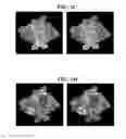 Fig. 03 - SELECTIVE AND POTENT PEPTIDE INHIBITORS OF Kv1.3