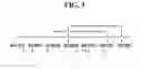 Fig. 05 - SELECTIVE AND POTENT PEPTIDE INHIBITORS OF Kv1.3