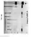Fig. 42 - SELECTIVE AND POTENT PEPTIDE INHIBITORS OF Kv1.3