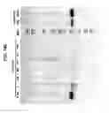 Fig. 43 - SELECTIVE AND POTENT PEPTIDE INHIBITORS OF Kv1.3