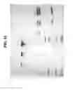 Fig. 79 - SELECTIVE AND POTENT PEPTIDE INHIBITORS OF Kv1.3
