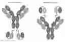 Fig. 01 - Fusion antibodies for HIV therapy