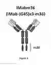 Fig. 03 - Fusion antibodies for HIV therapy