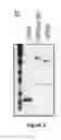 Fig. 04 - Fusion antibodies for HIV therapy
