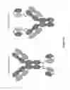 Fig. 13 - Fusion antibodies for HIV therapy