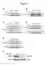 Fig. 02 - Use of SAM68 for modulating signaling through the TNF receptor