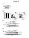 Fig. 03 - Use of SAM68 for modulating signaling through the TNF receptor