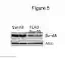 Fig. 06 - Use of SAM68 for modulating signaling through the TNF receptor