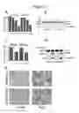 Fig. 08 - Use of SAM68 for modulating signaling through the TNF receptor