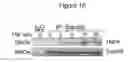 Fig. 11 - Use of SAM68 for modulating signaling through the TNF receptor
