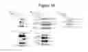 Fig. 16 - Use of SAM68 for modulating signaling through the TNF receptor