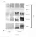 Fig. 03 - THERAPEUTIC AGENT AND ASSAY