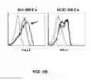 Fig. 07 - Method of treating autoimmune disease with mesenchymal stem cells