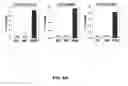 Fig. 11 - Method of treating autoimmune disease with mesenchymal stem cells