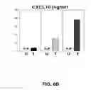 Fig. 12 - Method of treating autoimmune disease with mesenchymal stem cells