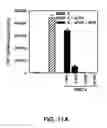 Fig. 17 - Method of treating autoimmune disease with mesenchymal stem cells