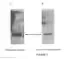 Fig. 04 - Chimeric VEGF Peptides